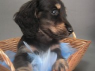 カニンヘン 子犬 ブラック＆クリーム 男の子 しずるの赤ちゃん 11/18生まれ