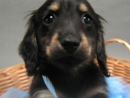 カニンヘン 子犬 ブラック＆クリーム 男の子 しずるの赤ちゃん 11/18生まれ