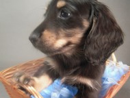 カニンヘン 子犬 ブラック＆クリーム 男の子 しずるの赤ちゃん 11/18生まれ