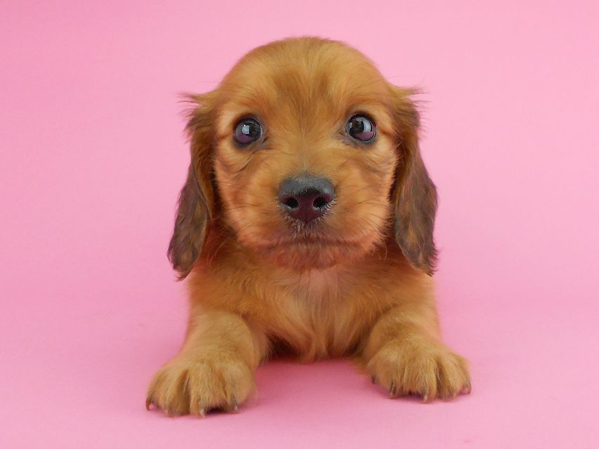 カニンヘンダックスフンド トマト & クッキーの子犬 レッド 男の子