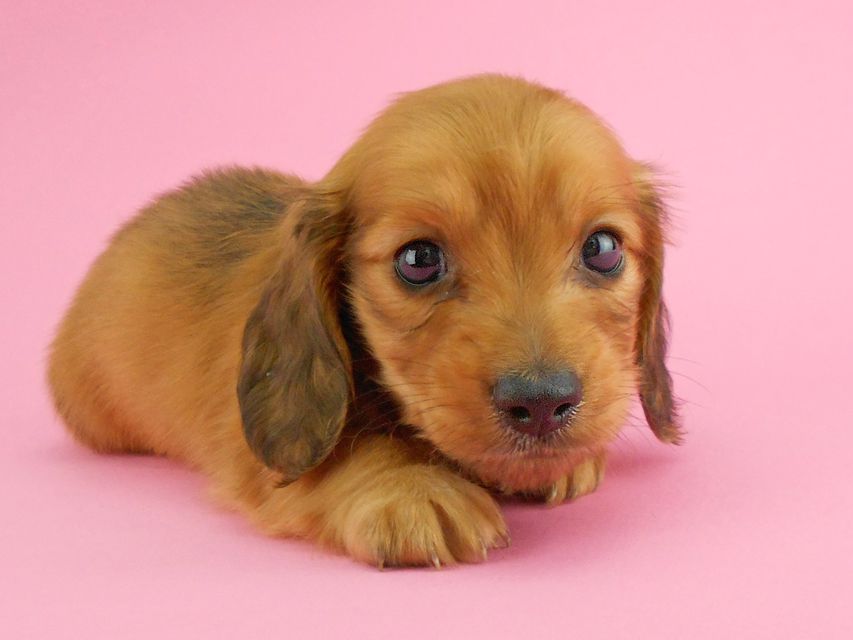 カニンヘンダックスフンド トマト & クッキーの子犬 レッド 男の子