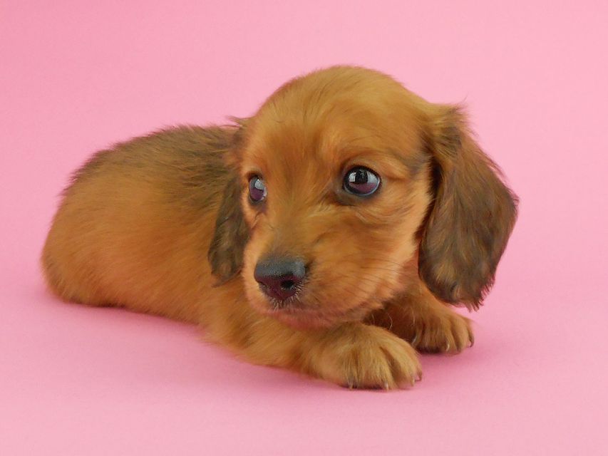 カニンヘンダックスフンド トマト & クッキーの子犬 レッド 男の子