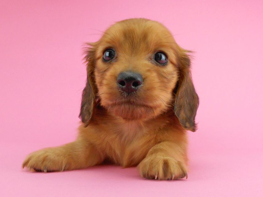 カニンヘンダックスフンド トマト & クッキーの子犬 レッド 男の子