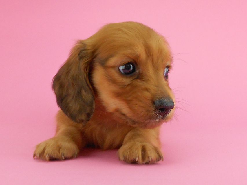 カニンヘンダックスフンド トマト & クッキーの子犬 レッド 男の子