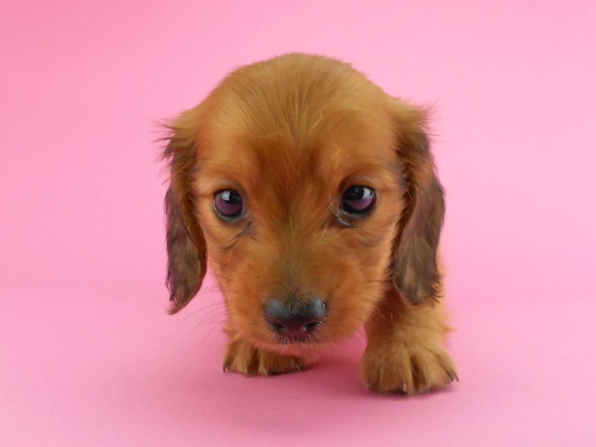 カニンヘンダックスフンド トマト & クッキーの子犬 レッド 男の子