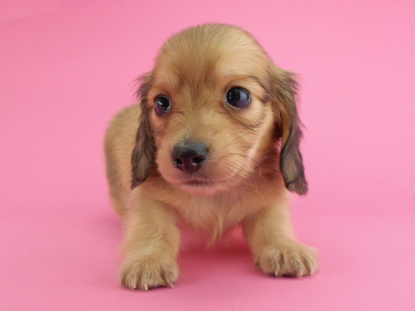 カニンヘンダックスフンド トマト & クッキーの子犬 イエロー(クリーム) 男の子DSCN1922 カニンヘンダックスフンド トマト & クッキーの子犬 イエロー(クリーム) 男の子