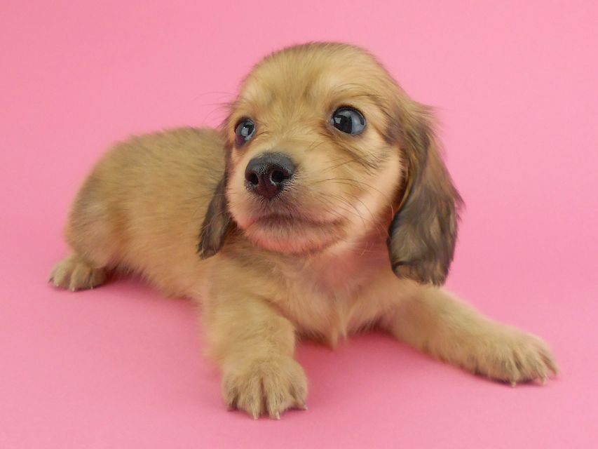 カニンヘンダックスフンド トマト & クッキーの子犬 イエロー(クリーム) 男の子DSCN1927 カニンヘンダックスフンド トマト & クッキーの子犬 イエロー(クリーム) 男の子