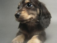 カニンヘン 子犬 ブラック&クリーム 女の子 しずるの赤ちゃん 11/18生まれ カニンヘン 子犬 ブラック&クリーム 女の子 しずるの赤ちゃん 11/18生まれ