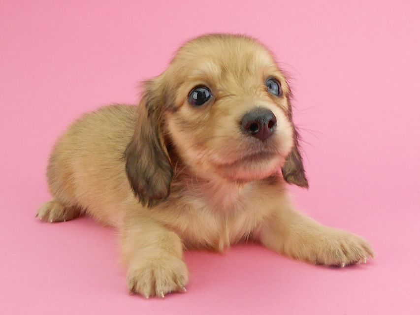 カニンヘンダックスフンド トマト & クッキーの子犬 イエロー(クリーム) 男の子DSCN1928 カニンヘンダックスフンド トマト & クッキーの子犬 イエロー(クリーム) 男の子