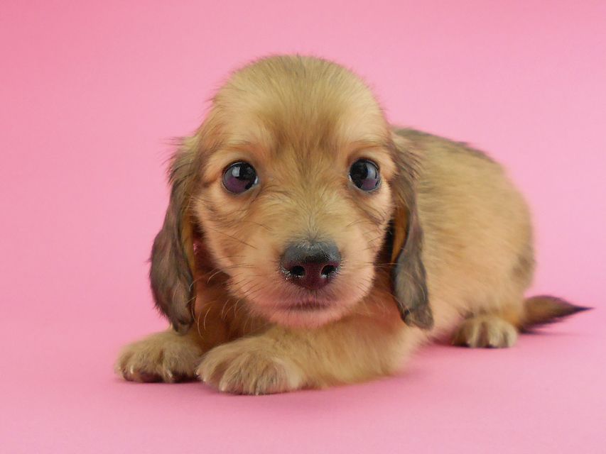 カニンヘンダックスフンド トマト & クッキーの子犬 イエロー(クリーム) 男の子DSCN1929 カニンヘンダックスフンド トマト & クッキーの子犬 イエロー(クリーム) 男の子