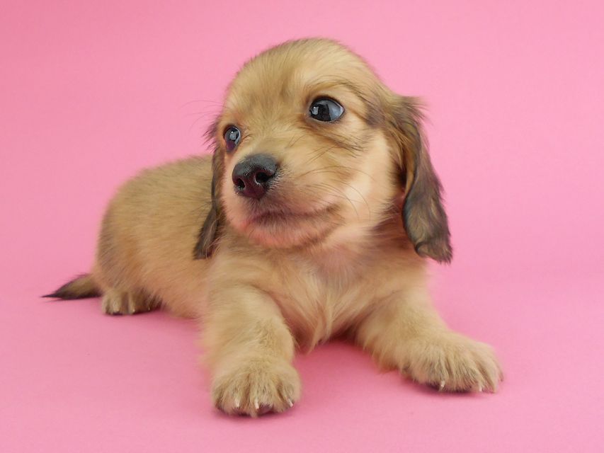 カニンヘンダックスフンド トマト & クッキーの子犬 イエロー(クリーム) 男の子DSCN1931 カニンヘンダックスフンド トマト & クッキーの子犬 イエロー(クリーム) 男の子