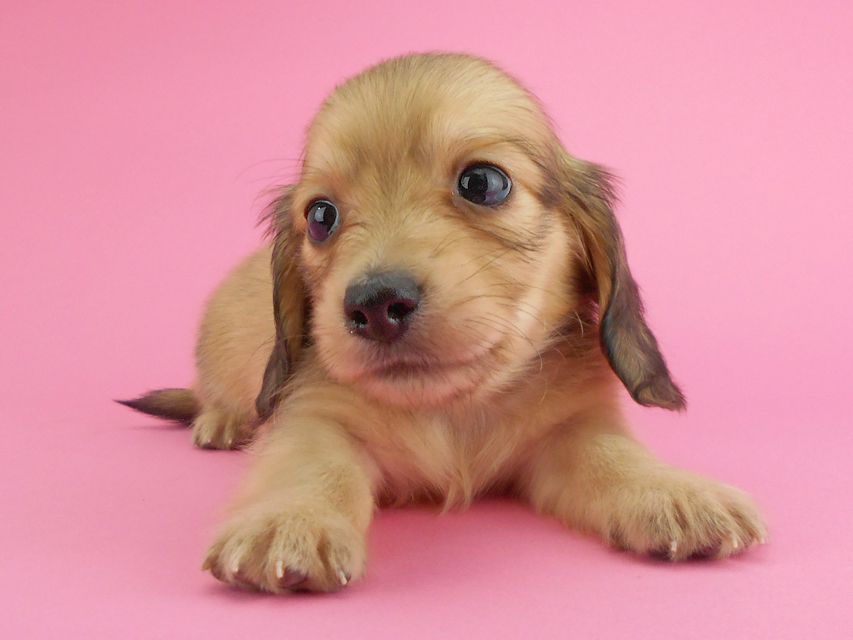 カニンヘンダックスフンド トマト & クッキーの子犬 イエロー(クリーム) 男の子DSCN1933 カニンヘンダックスフンド トマト & クッキーの子犬 イエロー(クリーム) 男の子