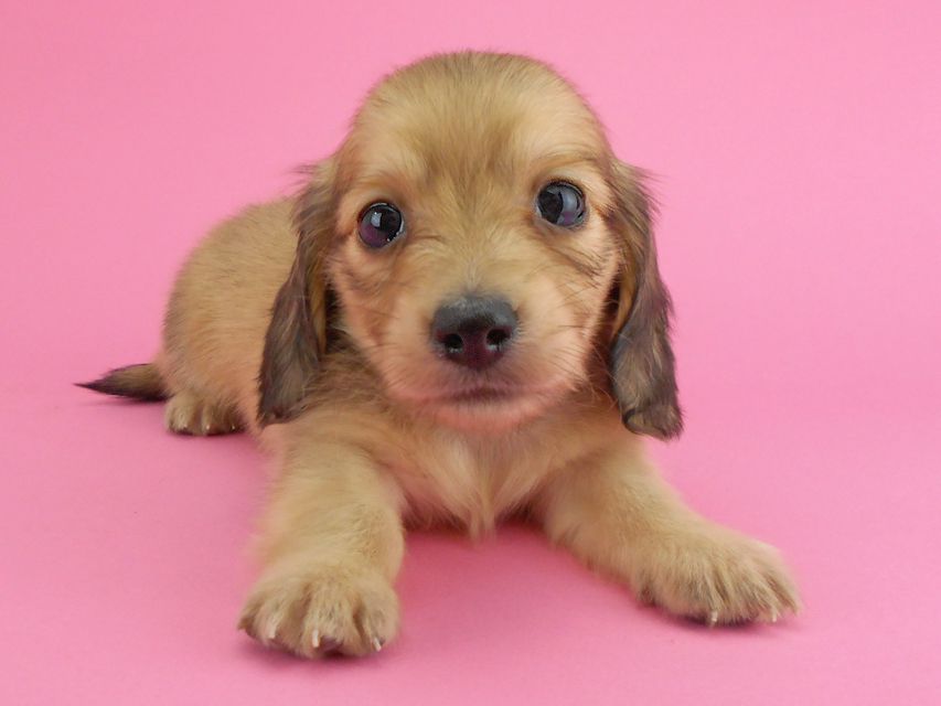 カニンヘンダックスフンド トマト & クッキーの子犬 イエロー(クリーム) 男の子DSCN1935 カニンヘンダックスフンド トマト & クッキーの子犬 イエロー(クリーム) 男の子