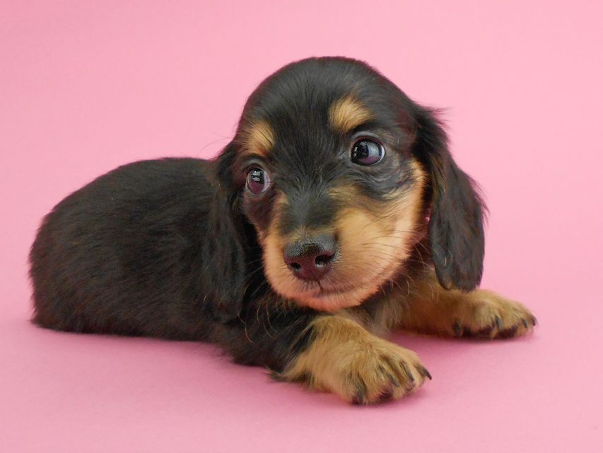 カニンヘンダックスフンド トマト & クッキーの子犬 ブラックイエロー（ブラッククリーム） 女の子