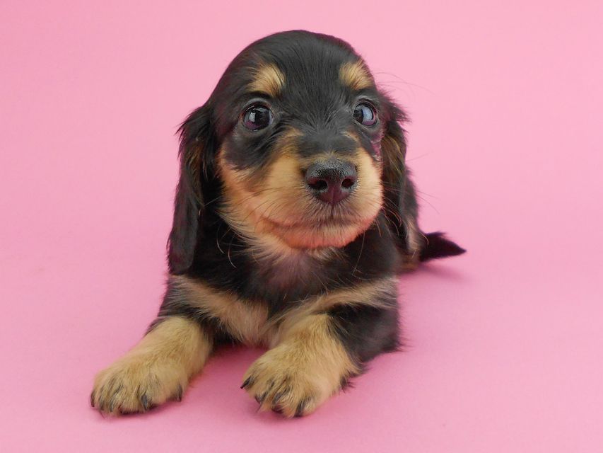 カニンヘンダックスフンド トマト & クッキーの子犬 ブラックイエロー（ブラッククリーム） 女の子