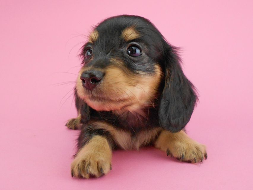 カニンヘンダックスフンド トマト & クッキーの子犬 ブラックイエロー（ブラッククリーム） 女の子