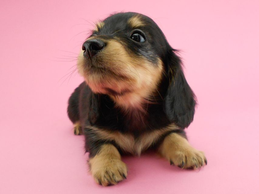 カニンヘンダックスフンド トマト & クッキーの子犬 ブラックイエロー（ブラッククリーム） 女の子