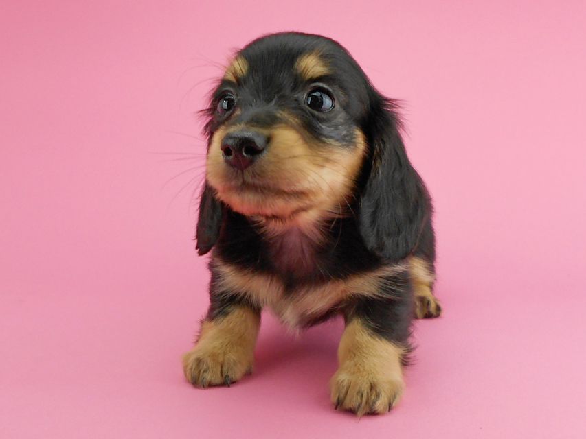 カニンヘンダックスフンド トマト & クッキーの子犬 ブラックイエロー（ブラッククリーム） 女の子