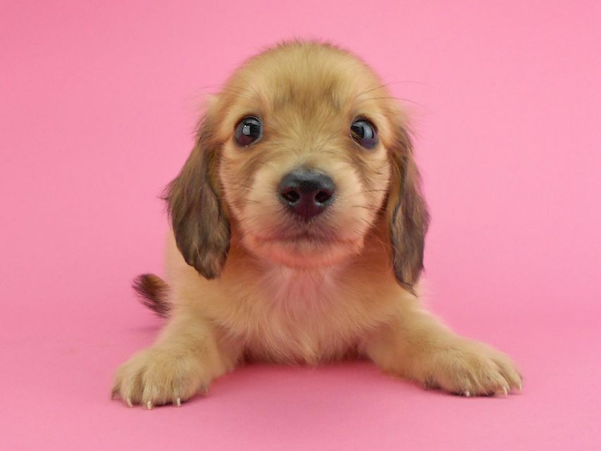 カニンヘンダックスフンド トマト & クッキーの子犬 イエロー(クリーム) 女の子DSCN1955 カニンヘンダックスフンド トマト & クッキーの子犬 イエロー(クリーム) 女の子