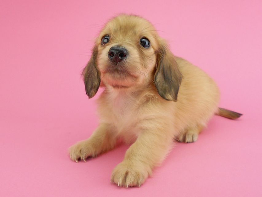 カニンヘンダックスフンド トマト & クッキーの子犬 イエロー(クリーム) 女の子DSCN1958 カニンヘンダックスフンド トマト & クッキーの子犬 イエロー(クリーム) 女の子