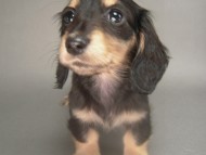 カニンヘン 子犬 ブラック＆クリーム 女の子 しずるの赤ちゃん 11/18生まれ