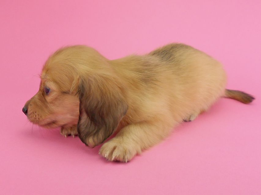 カニンヘンダックスフンド トマト & クッキーの子犬 イエロー(クリーム) 女の子DSCN1960 カニンヘンダックスフンド トマト & クッキーの子犬 イエロー(クリーム) 女の子