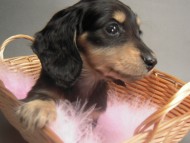 カニンヘン 子犬 ブラック＆クリーム 女の子 しずるの赤ちゃん 11/18生まれ