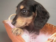 カニンヘン 子犬 ブラック＆クリーム 女の子 しずるの赤ちゃん 11/18生まれ