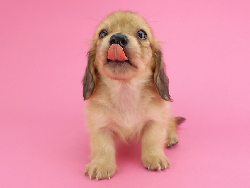 カニンヘンダックスフンド トマト & クッキーの子犬 イエロー(クリーム) 女の子DSCN1962 カニンヘンダックスフンド トマト & クッキーの子犬 イエロー(クリーム) 女の子