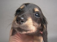 カニンヘン 子犬 ブラック&クリーム 男の子 しずるの赤ちゃん 11/18生まれ カニンヘン 子犬 ブラック&クリーム 男の子 しずるの赤ちゃん 11/18生まれ