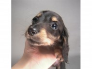 カニンヘン 子犬 ブラック＆クリーム 男の子 しずるの赤ちゃん 11/18生まれ