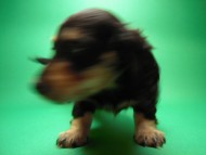 ミニチュアダックス 子犬 ブラクリ 女の子 シャディの赤ちゃん 10/4生まれ ミニチュアダックス 子犬 ブラクリ 女の子 シャディの赤ちゃん 10/4生まれ