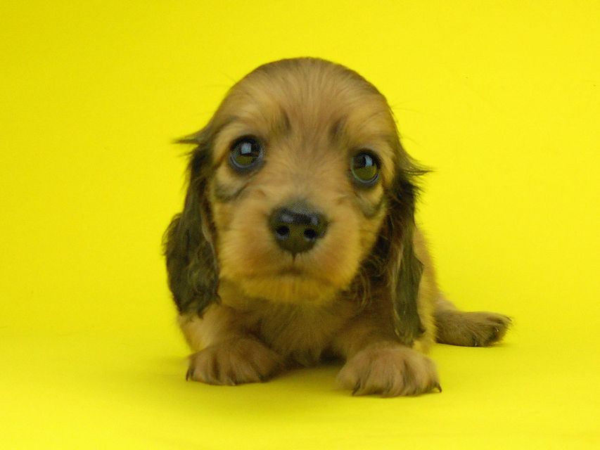 カニンヘンダックスフンド パン2 & オスカルの子犬 イエロー（クリーム） 女の子（2）