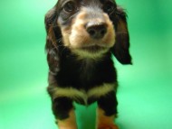 ミニチュアダックス 子犬 ブラクリ 女の子 シャディの赤ちゃん 10/4生まれ