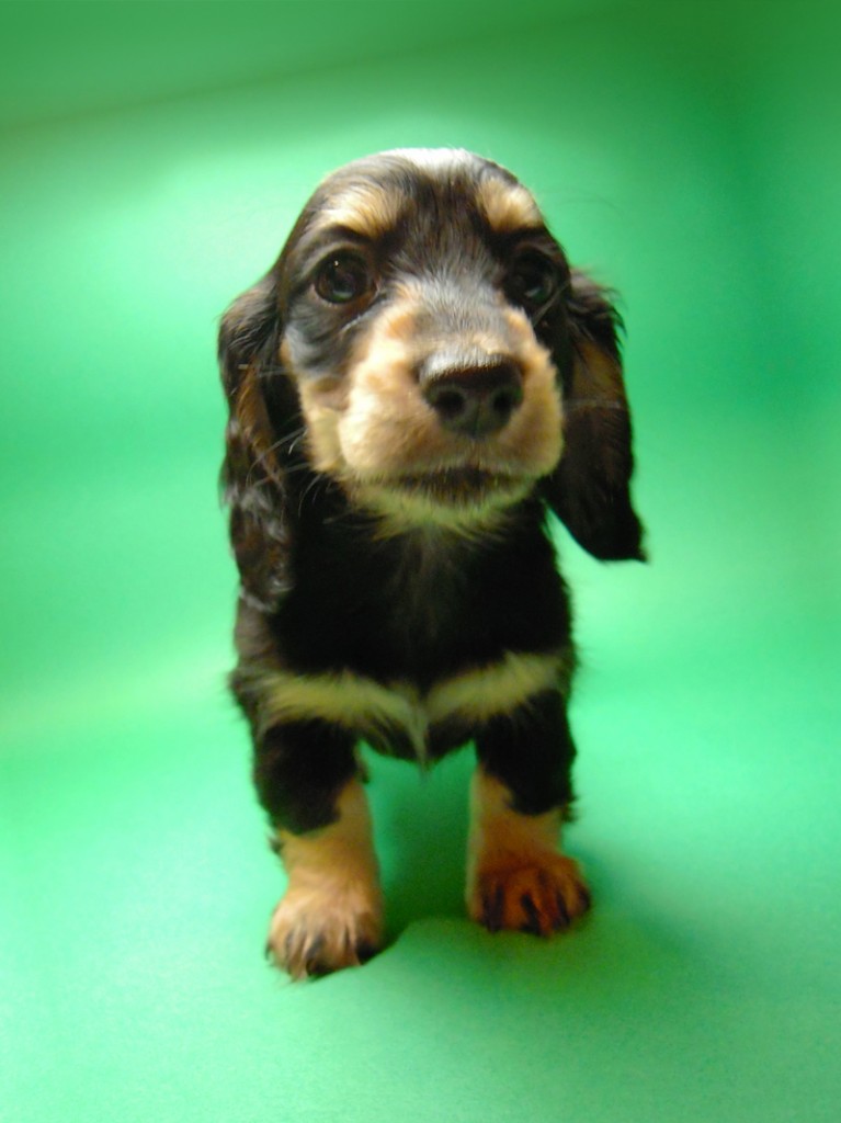 ミニチュアダックス 子犬 ブラクリ 女の子 シャディの赤ちゃん 10/4生まれ