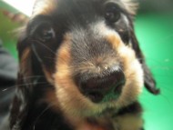 ミニチュアダックス 子犬 ブラクリ 女の子 シャディの赤ちゃん 10/4生まれ ミニチュアダックス 子犬 ブラクリ 女の子 シャディの赤ちゃん 10/4生まれ