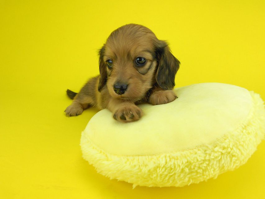 カニンヘンダックスフンド パン2 & オスカルの子犬 イエロー（クリーム） 女の子（2）