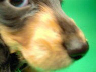 ミニチュアダックス 子犬 ブラクリ 女の子 シャディの赤ちゃん 10/4生まれ