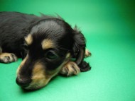 ミニチュアダックス 子犬 ブラクリ 女の子 シャディの赤ちゃん 10/4生まれ