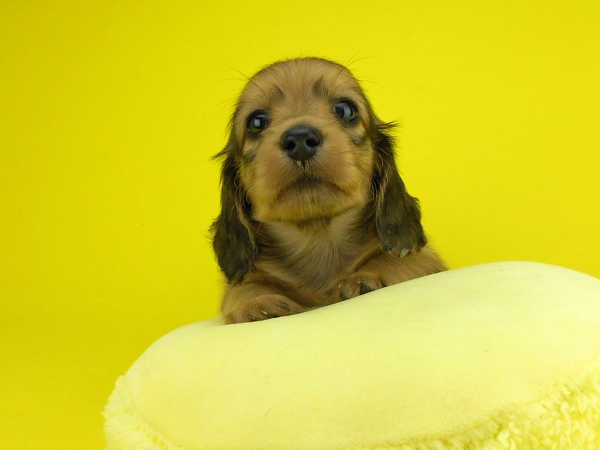 カニンヘンダックスフンド パン2 & オスカルの子犬 イエロー（クリーム） 女の子（2）