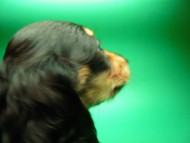 ミニチュアダックス 子犬 ブラクリ 女の子 シャディの赤ちゃん 10/4生まれ ミニチュアダックス 子犬 ブラクリ 女の子 シャディの赤ちゃん 10/4生まれ