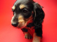 ミニチュアダックス 子犬 ブラクリ 女の子 シャディの赤ちゃん 10/4生まれ ミニチュアダックス 子犬 ブラクリ 女の子 シャディの赤ちゃん 10/4生まれ