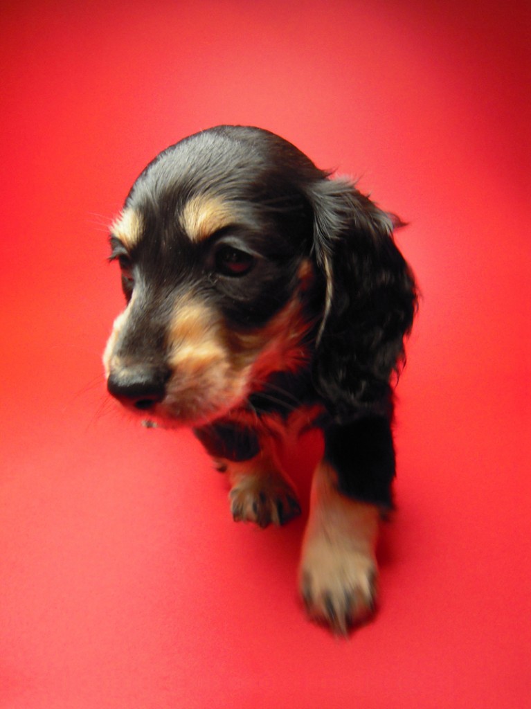 ミニチュアダックス 子犬 ブラクリ 女の子 シャディの赤ちゃん 10/4生まれ