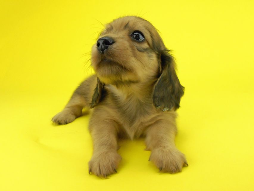 カニンヘンダックスフンド パン2 & オスカルの子犬 イエロー（クリーム） 女の子（2）