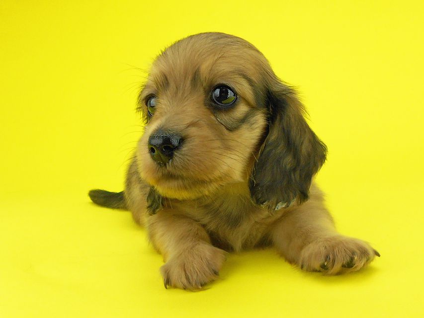 カニンヘンダックスフンド パン2 & オスカルの子犬 イエロー（クリーム） 女の子（2）