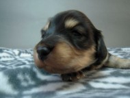 カニヘン 子犬 マロの男の子 ブラック&クリーム カニヘン 子犬 マロの男の子 ブラック&クリーム