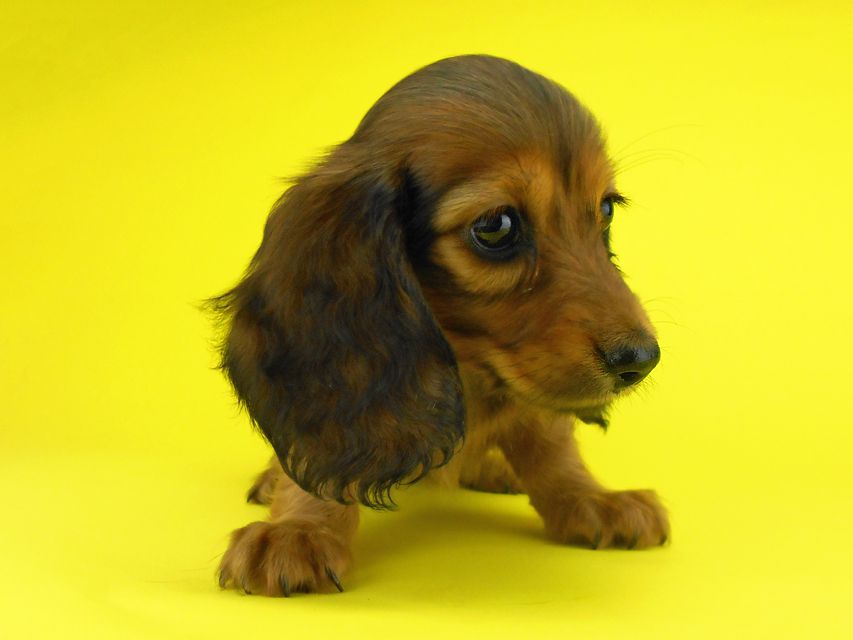 カニンヘンダックスフンド キュリ & 竹千代の子犬 レッド 女の子（1）