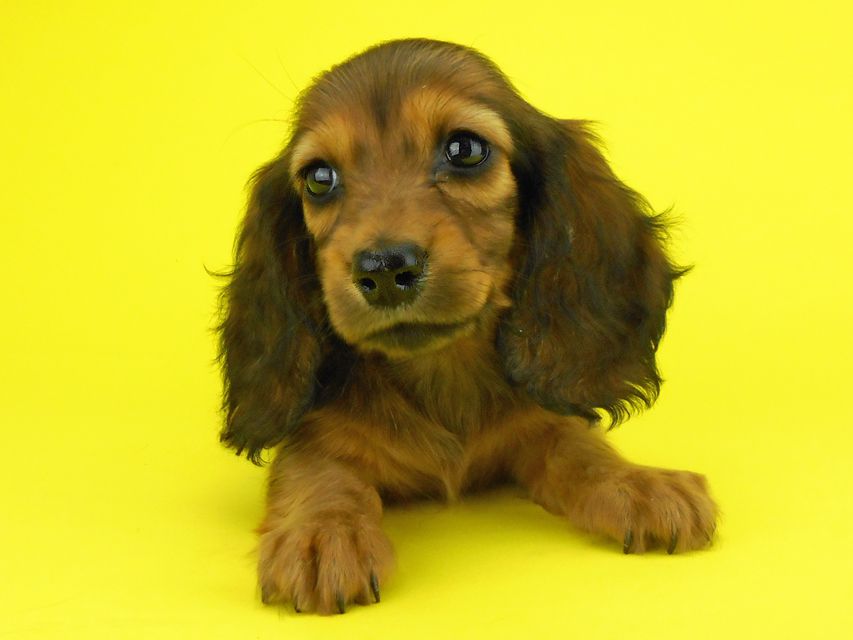 カニンヘンダックスフンド キュリ & 竹千代の子犬 レッド 女の子（1）