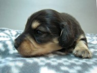 カニヘン 子犬 マロの男の子 ブラック&クリーム カニヘン 子犬 マロの男の子 ブラック&クリーム