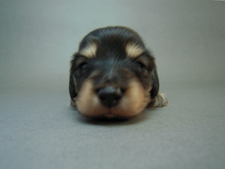 カニヘン 子犬 マロの男の子 ブラック&クリーム カニヘン 子犬 マロの男の子 ブラック&クリーム